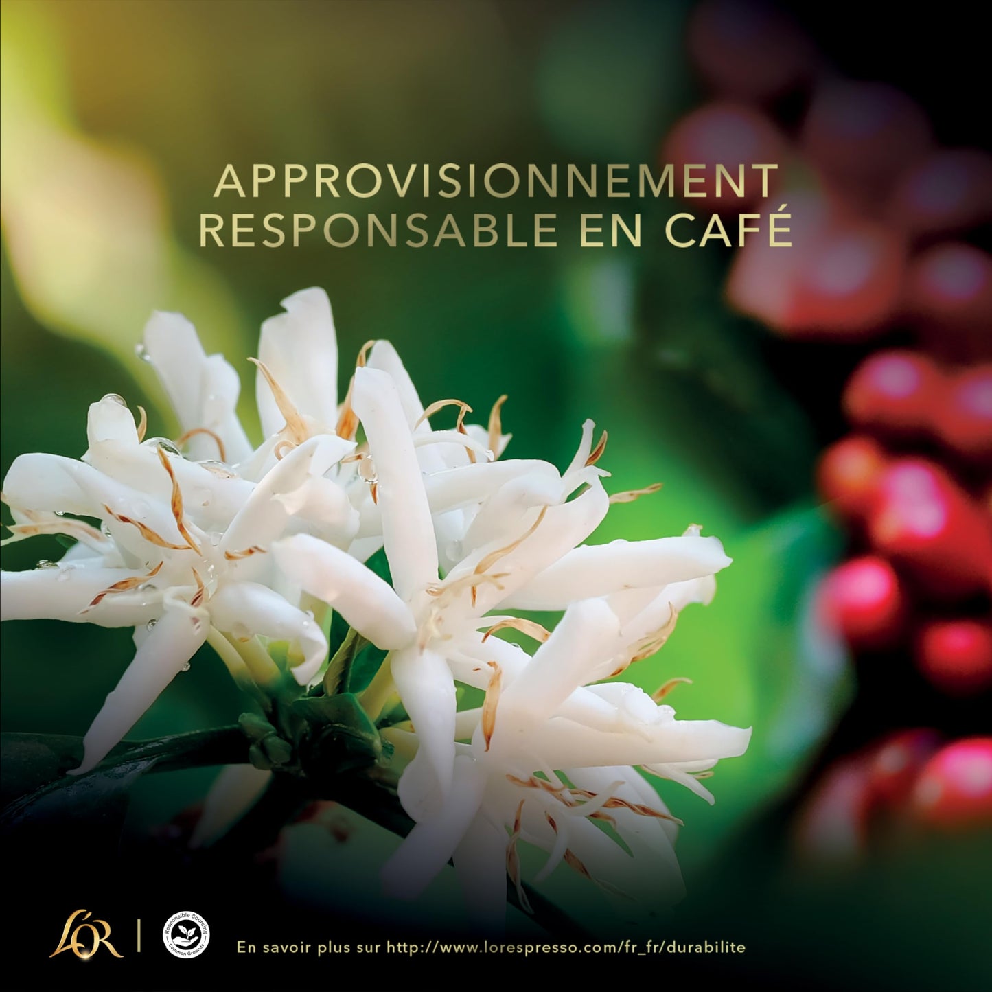 L'OR Forza - 100 Capsules de Café intensité 9 - Compatibles Nespresso®* (lot de 10 x 10)